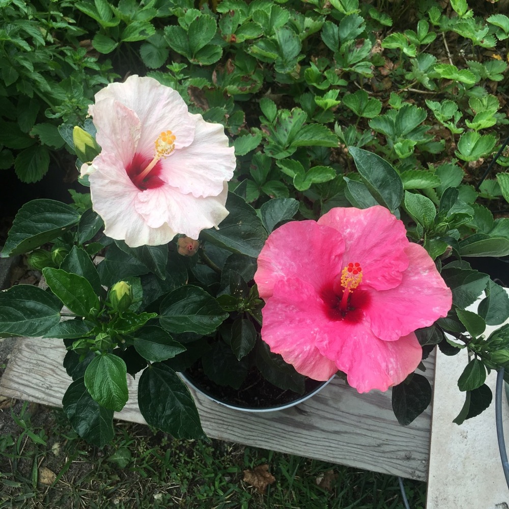 Meet your Posher, Margarita